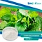 lemon balm powder